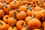 pumpkins