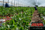 fruit_pickers_april